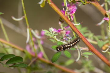 Gypsy Moth caterpillar (Lymantria dispar dispar) on oak leaf, taken in Herzegovina.