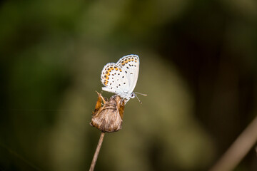 beautiful of Silver-studded blue butterfly, on dry flower