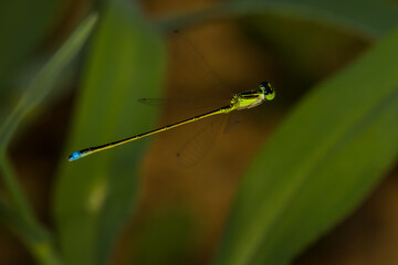 Nehalennia irene / Sedge Sprite
