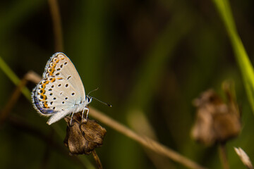 beautiful of Silver-studded blue butterfly, on dry flower