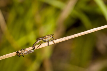Two small insects are mating on a thin, dry twig outdoors, with a soft green and brown blurred...