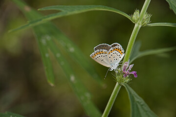 Silver-studded blue (Plebejus argus) butterfly