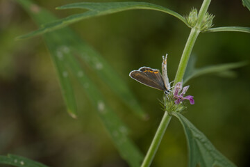 Silver-studded blue (Plebejus argus) butterfly