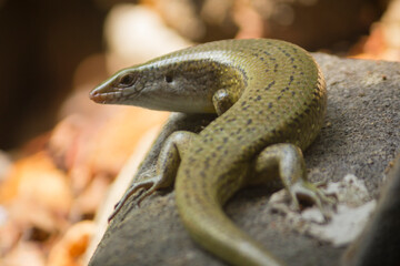 Close-up ground skink on the top of rock