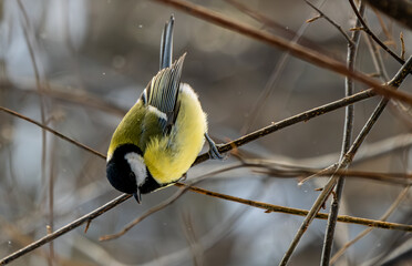 Bird tit on a tree branch in close-up.