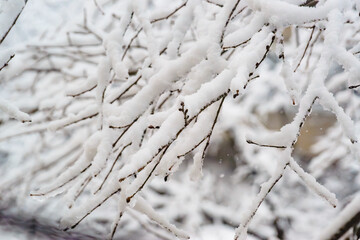 Snow fell unexpectedly in spring