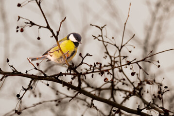 Bird tit on a tree branch in close-up.