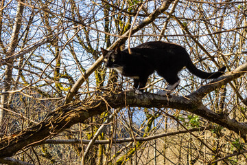 Jeune chat noir et blanc jouant sur un arbre (noisetier) en forêt, Tarn