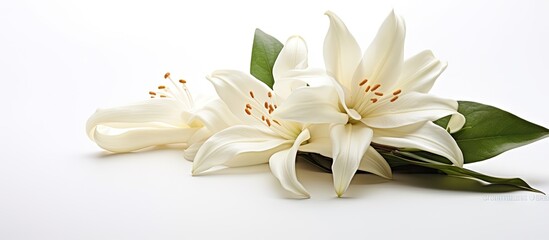 Elegant White Blossoms Arranged on a Clean White Surface for Minimalistic Floral Composition