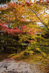 Fototapeta na wymiar 日本　滋賀県東近江市にある永源寺の境内の紅葉