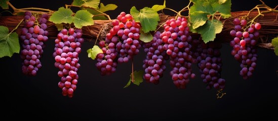 Vibrant Harvest: Fresh Bunch of Red Grapes on Vine with Lush Green Leaves
