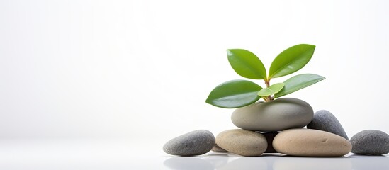 Resilient Plant Sprouting from a Heap of Stones in a Symbolic Display of Strength and Growth