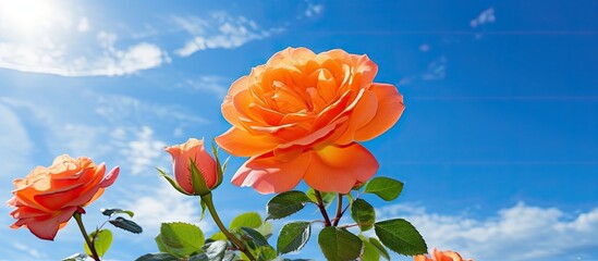 Vibrant Arrangement of Lush Orange Roses Blooming Beautifully in a Fresh Garden Setting