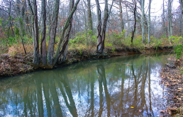 Fototapeta na wymiar Autumn forest in a public park, old trees growing along a small river falling into the water, NJ