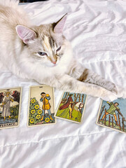 magical cat makes a reading on tarot cards