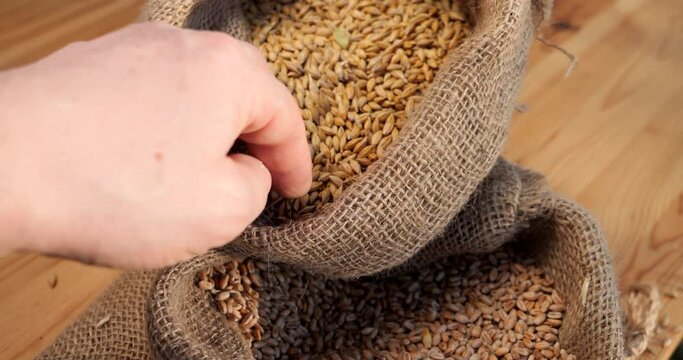 Barley grains in a sack. The grain harvest is being prepared for sowing in bags. Checking the quality of the plant product for production. Pour grains by hand.