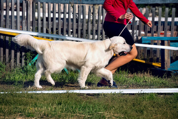 A beautiful friendly golden retriever running at a dog show.