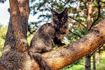 A big cute maine coon kitten sitting on a tree in a forest in summer.