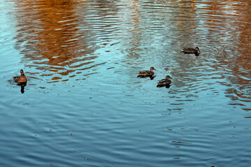 Ducks swim in a pond in an autumn park.
