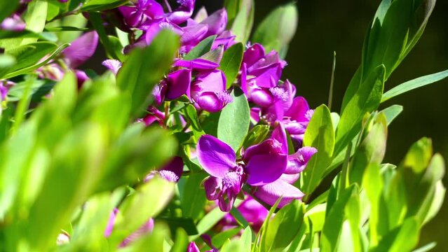 Polygala myrtifolia, the myrtle-leaf milkwort, is an evergreen tall South African shrub or tree, from Clanwilliam in Western Cape to KwaZulu-Natal. It belongs to the milkwort family of Polygalaceae.