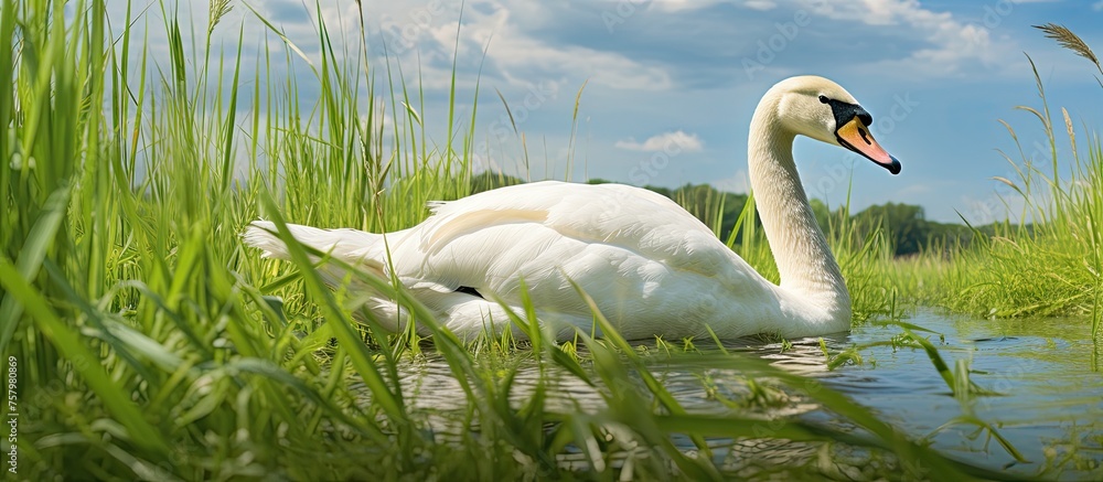 Sticker Graceful White Swan Gliding Serenely Across Tranquil Lake Waters at Sunset