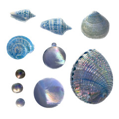 set of elements, beautiful shells and mother-of-pearl jewelry and pearls. png file.