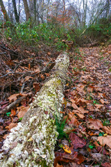 Tree-destroying saprophytic fungi (Trichaptum biforme), commonly known as the violet-pored bracket...