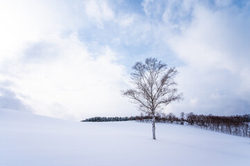 Fototapeta na wymiar 冬の北海道美瑛町の風景