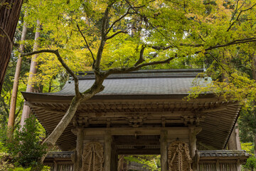 Fototapeta premium 日本 滋賀県東近江市にある湖東三山の一つ、百済寺の仁王門と紅葉