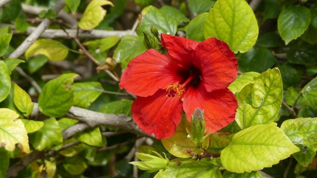Hibiscus syriacus in family Malvaceae