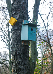 Bird house (birdhouse) on an old tree in the forest in the suburbs of New Jersey, USA