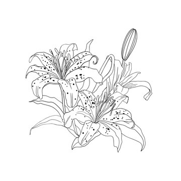 Freehand illustration of a bouquet of tiger lilies isolated on a white background. Blank for designers, elements, logo, icon, wedding