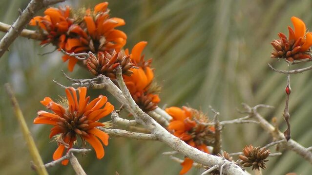 Erythrina coralloides (flame coral tree)
