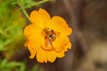 Orange cosmos with a wild bee