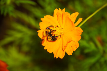 Orange cosmos with a wild bee