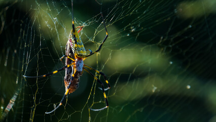 Trichonephila clavata
Spider, Japanese Joro orb-weaver spider eating a grasshopper