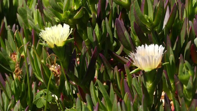 Carpobrotus edulis (Mesembryanthemum edule) is ground-creeping plant in genus Carpobrotus, South Africa. Hottentot-fig, ice plant, highway ice plant or pigface and in South Africa as sour fig (suurvy)