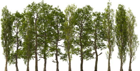 poplar trees treeline hq arch viz cutout plants - obrazy, fototapety, plakaty