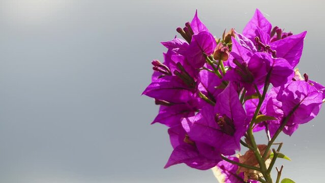Bougainvillea or buganvilla, bugambilia, Cherei, bouganvel, bunga kertas, bougenville, Kaghazi, Napoleon, jahanamiya, veranera, trinitaria, Santa Rita, papelillo, primavera, Drillingsblume, or Sarawn.
