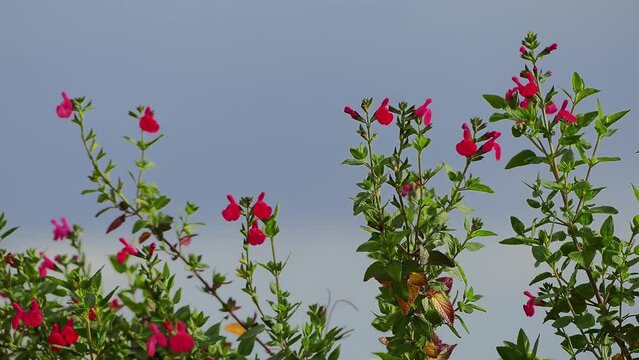 Salvia microphylla, baby sage, Graham's sage, or blackcurrant sage, is an evergreen shrub found in the wild in southeastern Arizona and the mountains of eastern, western, and southern Mexico.