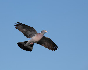 Common wood pigeon in flight with its wings spread open