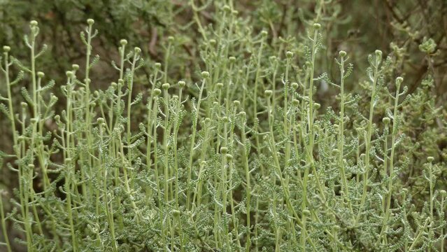 Santolina chamaecyparissus (cotton lavender)