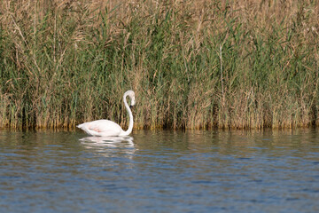 Lone Greater flamingo wading in the waters of the lake