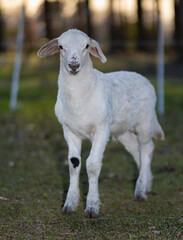 Naklejka na ściany i meble Sheep lamb on a grassy field with the sun low