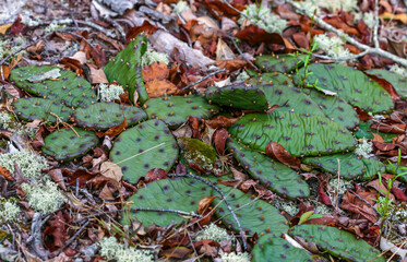 Prickly Pear (Opuntia humifusa) - frost-resistant type of cactus, creeping along the ground