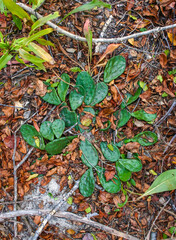 Prickly Pear (Opuntia humifusa) - frost-resistant type of cactus, creeping along the ground