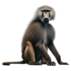 Zelfklevend Fotobehang Baboon Transparent Background: Premium Quality PNG for Digital Artwork - Baboon PNG, Monkey PNG Image - Baboon Transperent Background  © Design Mania