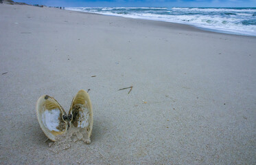 A bivalve shell on the sand, washed ashore by a storm in Island Beach State Park © Oleg Kovtun