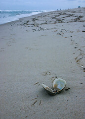 A bivalve shell on the sand, washed ashore by a storm in Island Beach State Park © Oleg Kovtun