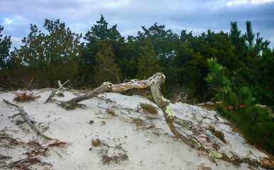 Dry trees on the dunes on the sandy shore of the ocean, Island Beach State Park